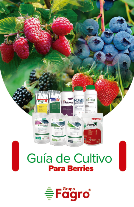 Guía de cultivo para berries