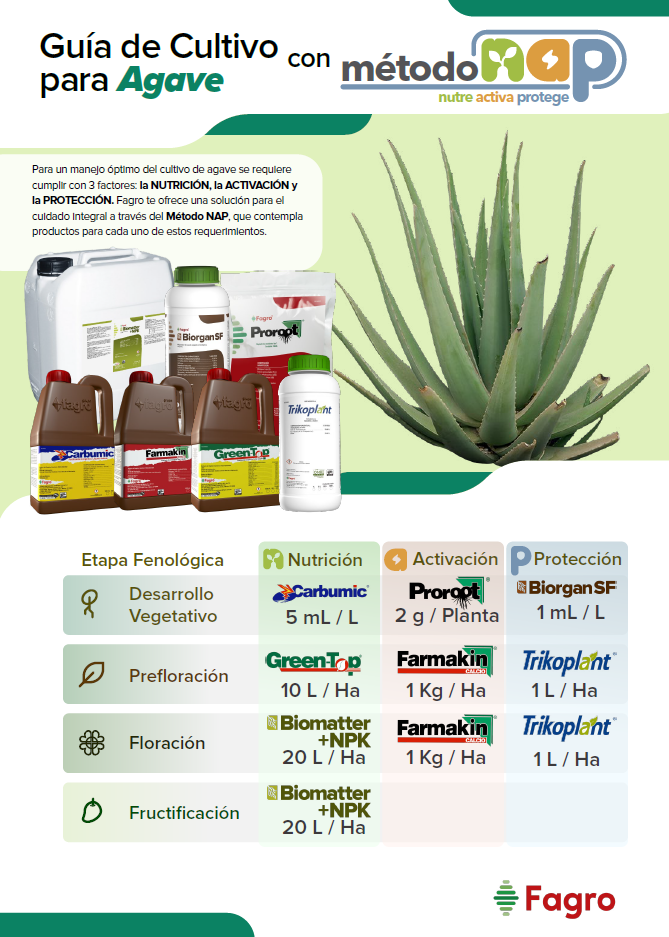 Guía de cultivo para agave con el método NAP