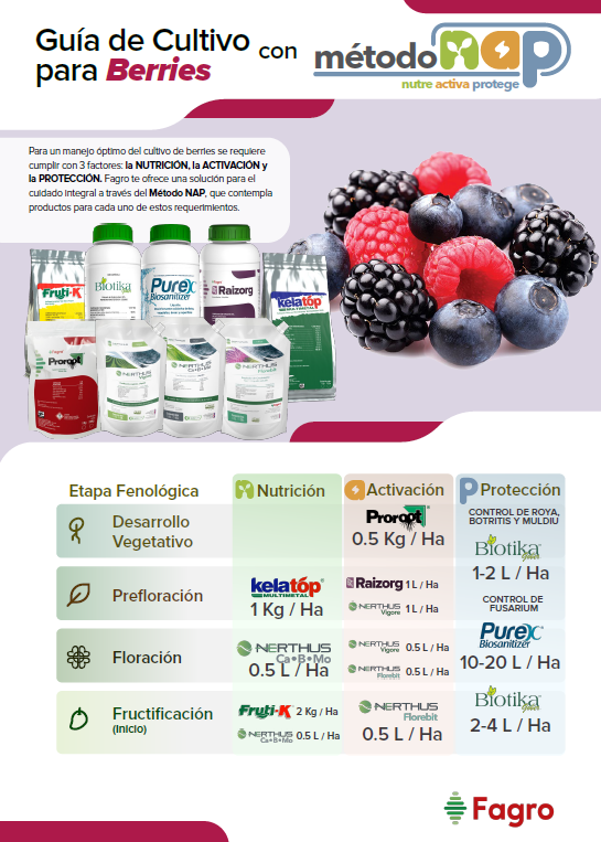 Guía de cultivo para berries con el método NAP