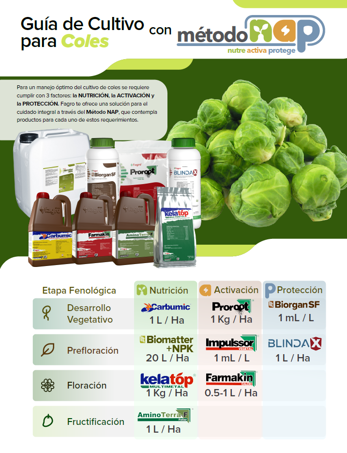 Guía de cultivo para coles con el método NAP