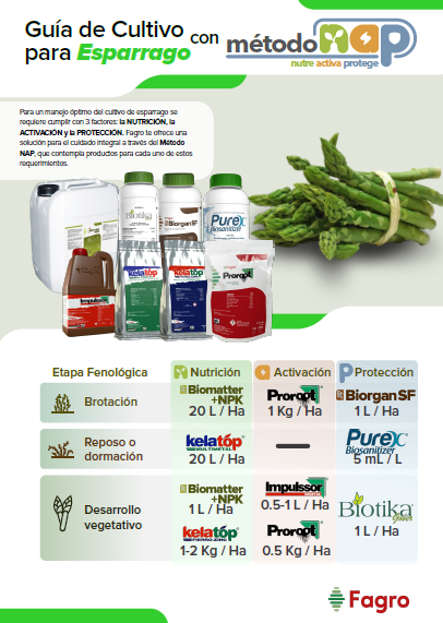 Guía de cultivo para esparragos con el método NAP
