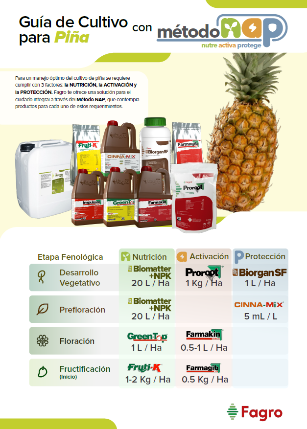 Guía de cultivo para piña con el método NAP