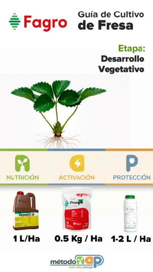 Guía de cultivo: Cultivo de fresa