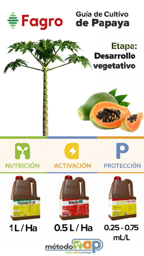 Guía de cultivo: Cultivo de papaya
