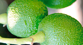 Biorgan SF para cultivo de Aguacate