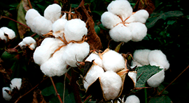 Aminoterra-F para cultivo de Algodón