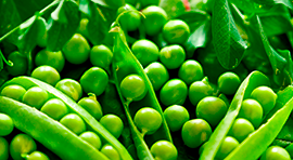 Biorgan SF para cultivo de Chicharos y ejotes