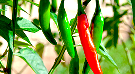 Biorgan SF para cultivo de Chile