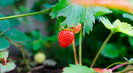Biorgan SF para cultivo de Fresa
