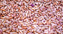 Biorgan SF para cultivo de Frijol