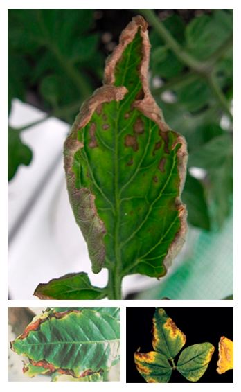 Deficiencia de Potasio (K)