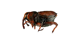 Biotech BMI para tratar Barrenador de ramas