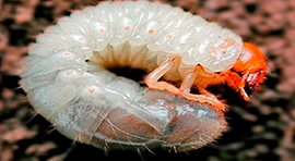 Biotech BMI para tratar Gallina ciega