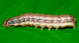 Biotech BMI para tratar Gusano cogollero