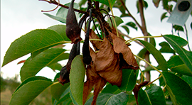 Bacter-Stop para tratar Tizón de fuego